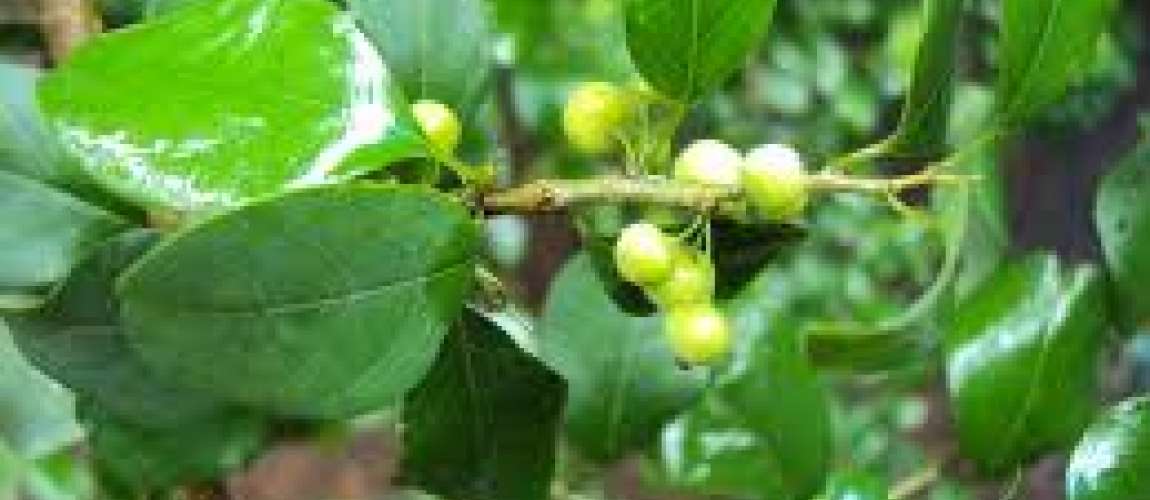 DALLA NATURA il PROGESTERONE