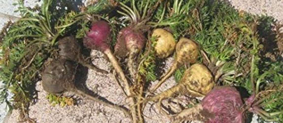 DALLA NATURA il PROGESTERONE