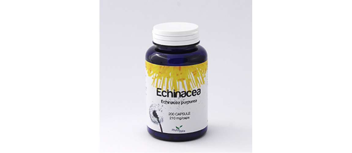 ECHINACEA  PURPUREA