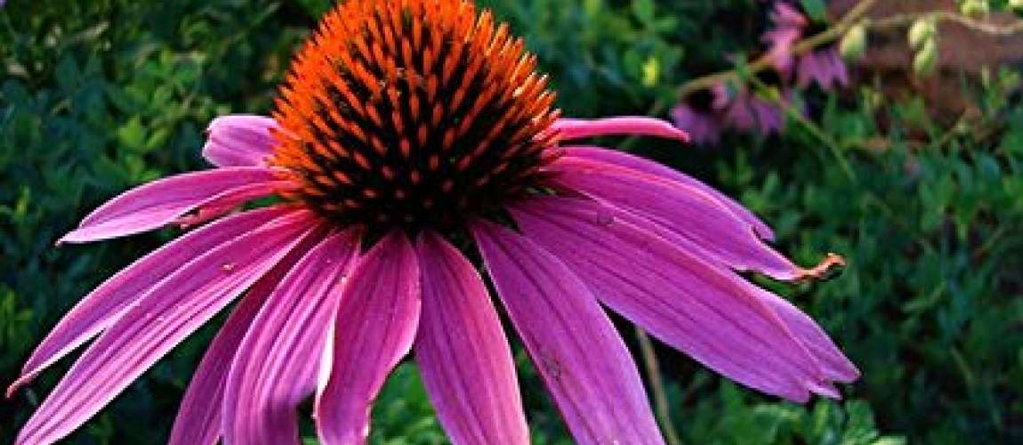 ECHINACEA  PURPUREA